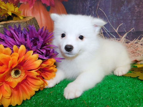 Medium Photo #1 American Eskimo Dog Puppy For Sale in HAMMOND, IN, USA