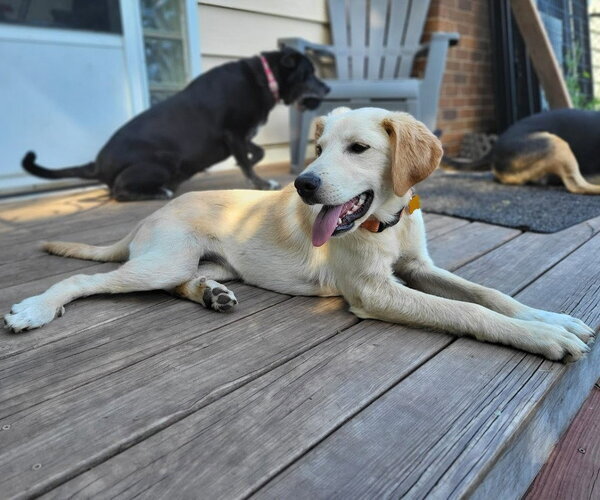Medium Photo #2 Golden Retriever-Unknown Mix Puppy For Sale in Minneapolis, MN, USA