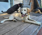 Small #1 Golden Retriever Mix