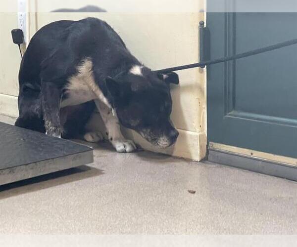 Medium Photo #1 Mutt Puppy For Sale in Pasadena, CA, USA