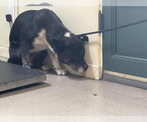 Mutt Dogs for adoption in Pasadena, CA, USA