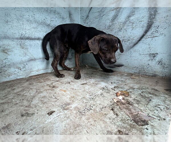 Medium Photo #1 Beagle Puppy For Sale in Ocala, FL, USA