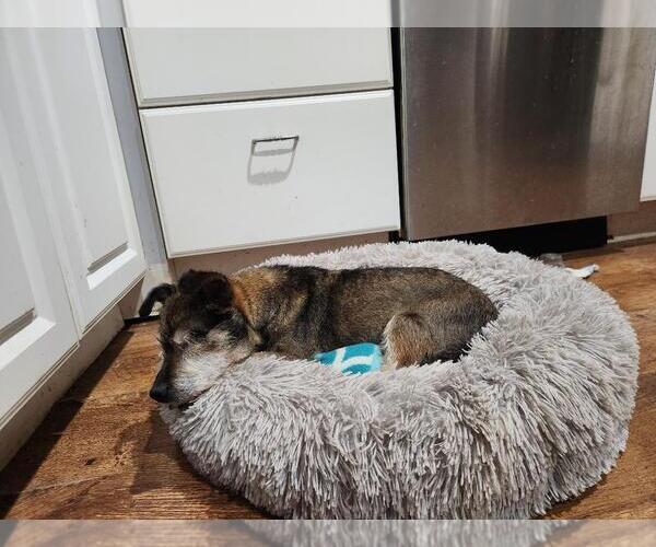 Medium Photo #4 Miniature Schnauzer-Unknown Mix Puppy For Sale in Seven Valleys, PA, USA