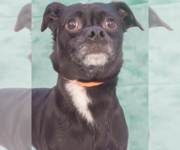 Medium Photo #1 Chug Puppy For Sale in Tracy, CA, USA