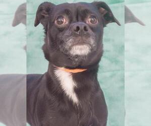 Chug Dogs for adoption in Tracy, CA, USA