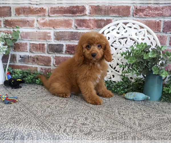 Medium Photo #7 Cavapoo (Miniature) Puppy For Sale in SYRACUSE, IN, USA