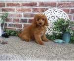 Small Photo #7 Cavapoo (Miniature) Puppy For Sale in SYRACUSE, IN, USA