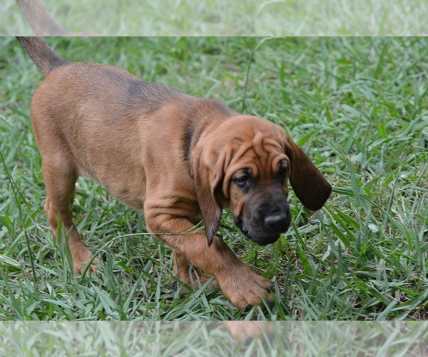 Medium Photo #11 Bloodhound Puppy For Sale in CORNING, AR, USA