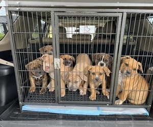 American Bully Litter for sale in MYRTLE BEACH, SC, USA