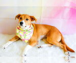 Small #1 Mutt