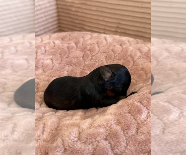 Medium Photo #47 Yorkipoo Puppy For Sale in ARLINGTON, TX, USA