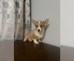 Small Photo #65 Pembroke Welsh Corgi Puppy For Sale in DURHAM, CT, USA