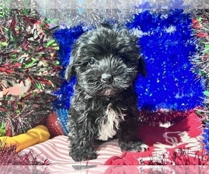 Bernedoodle (Miniature) Puppy for sale in DURHAM, CT, USA