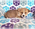 Small #2 Pembroke Welsh Corgi