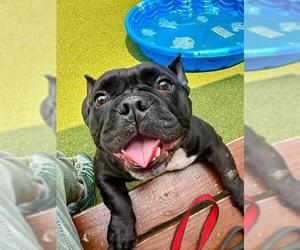 Bulldog-Unknown Mix Dogs for adoption in Dedham, MA, USA