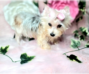 Mother of the Yorkshire Terrier puppies born on 03/12/2025