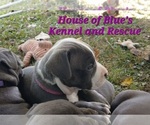 Small #13 American Pit Bull Terrier