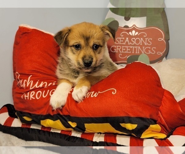 Medium Photo #4 Pomsky Puppy For Sale in MILTON, VT, USA