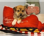 Small Photo #4 Pomsky Puppy For Sale in MILTON, VT, USA