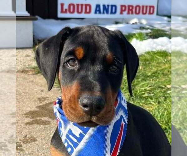 Medium Photo #10 Doberman Pinscher Puppy For Sale in FORT LAUDERDALE, FL, USA