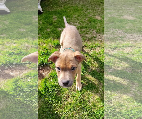 Medium Photo #3 Mutt Puppy For Sale in New London, WI, USA