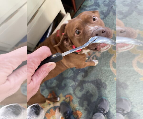 Medium Photo #21 Mutt Puppy For Sale in Mount Laurel, NJ, USA