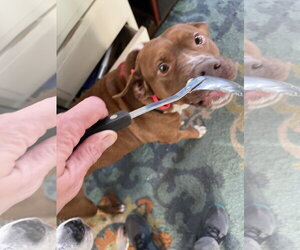 Wemberly - Female Mutt Dog for Adoption - Photo #21