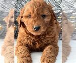 Puppy 4 Goldendoodle-Poodle (Miniature) Mix
