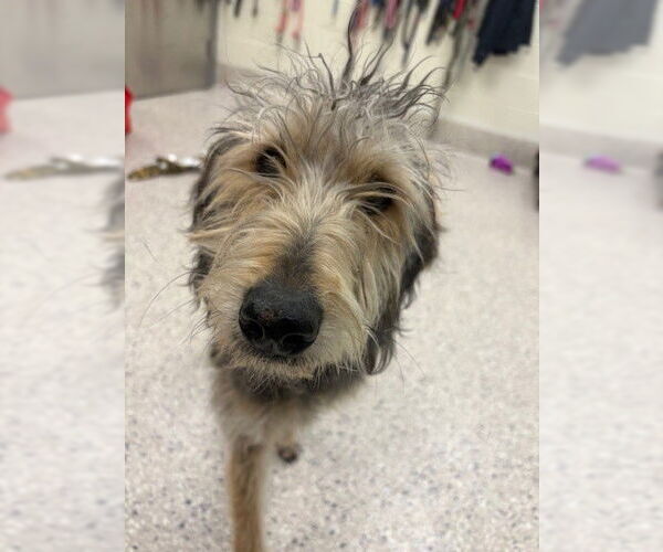 Medium Photo #1 Bloodhound-Poodle (Standard) Mix Puppy For Sale in Brighton, CO, USA