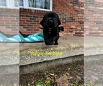 Small Photo #19 Cane Corso-German Shorthaired Pointer Mix Puppy For Sale in CLAY CITY, KY, USA