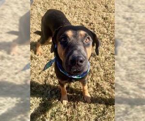 German Shepherd Dog-Unknown Mix Dogs for adoption in Tulsa, OK, USA