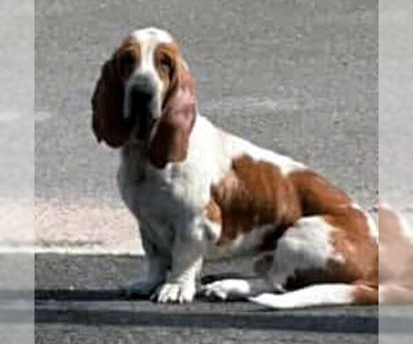 Medium Photo #1 Basset Hound Puppy For Sale in Deepwater, NJ, USA