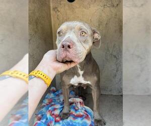 American Pit Bull Terrier-Unknown Mix Dogs for adoption in Oklahoma City, OK, USA