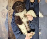 Puppy Green Collar Newfoundland