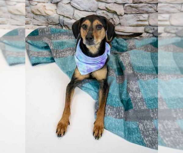 Medium Photo #7 Mutt Puppy For Sale in Kennesaw, GA, USA