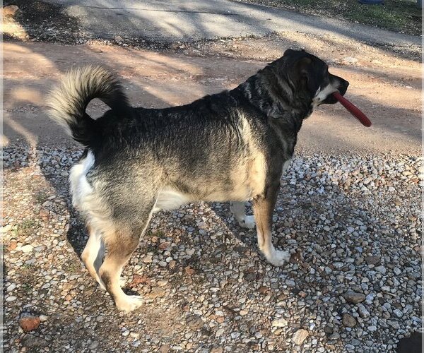 Medium Photo #2 German Shepherd Dog-Huskies  Mix Puppy For Sale in Harrison, AR, USA