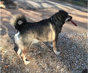 Dexter W. - Male German Shepherd Dog-Huskies  Mix Dog for Adoption - Photo #2