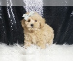 Small #4 Maltipoo