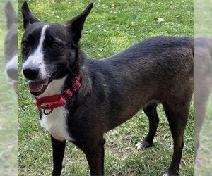 Australian Terrier Dogs for adoption in Pendleton, NY, USA