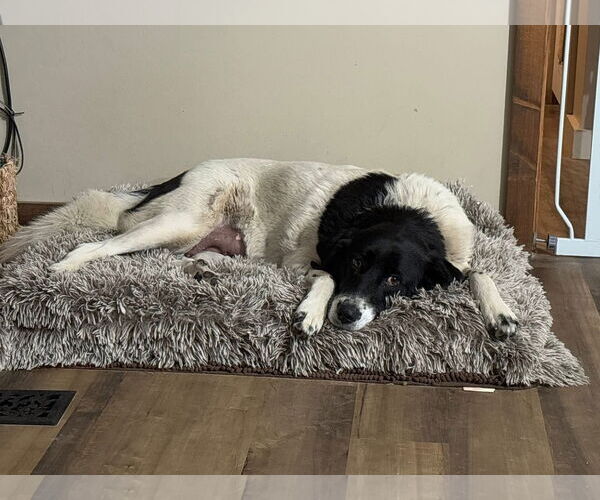 Medium Photo #2 Border Collie-Unknown Mix Puppy For Sale in Hinton, WV, USA