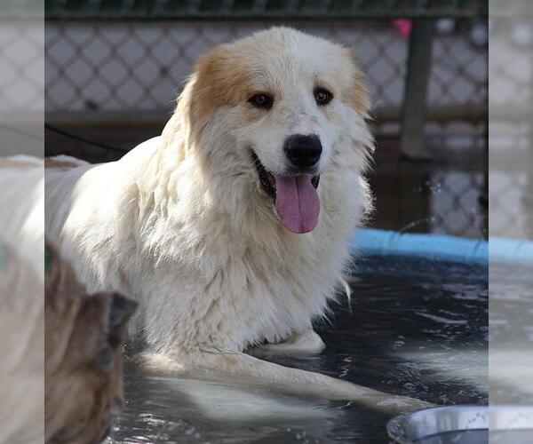 Medium Photo #1 Great Pyrenees-Unknown Mix Puppy For Sale in Modesto, CA, USA