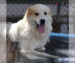 Great Pyrenees-Unknown Mix Dogs for adoption in Modesto, CA, USA