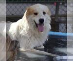 Small Great Pyrenees Mix