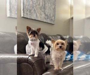 Father of the Yorkshire Terrier puppies born on 10/07/2025