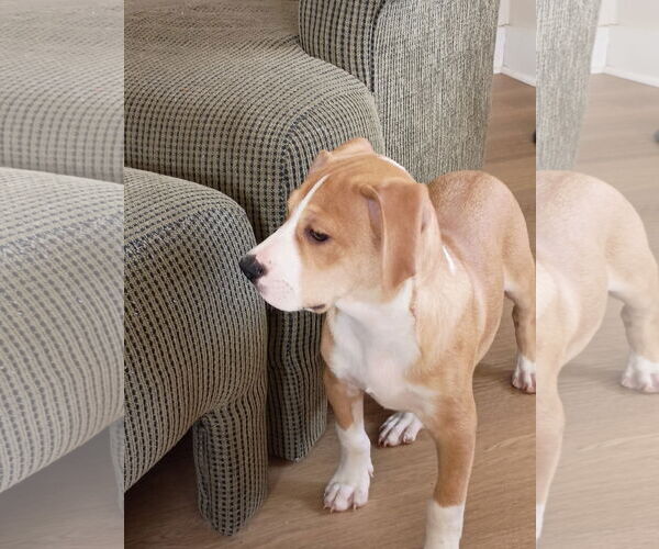 Medium Photo #4 Mutt Puppy For Sale in Holly Springs, NC, USA