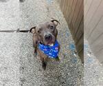 Small #1 American Pit Bull Terrier Mix