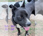 Small #5 Labrador Retriever Mix