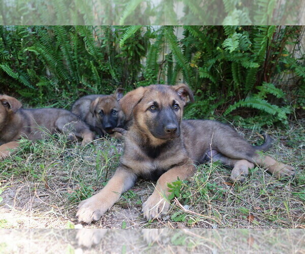 Medium Photo #1 German Shepherd Dog Puppy For Sale in LAKELAND, FL, USA