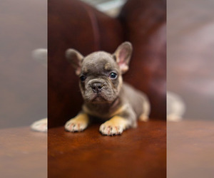 French Bulldog Puppy for sale in BEVERLY HILLS, CA, USA