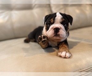 English Bulldog Puppy for Sale in MOSCOW MILLS, Missouri USA